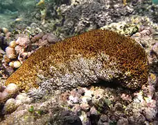 Actinopyga mauritiana.