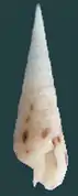Oxymeris strigata.