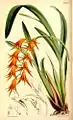Curtis's Botanical Magazine , 1864.