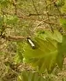 Adela reaumurella (Linnaeus, 1758)