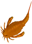 Adelophthalmus irinae (Adelophthalmidae)