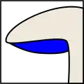 adnéadhésion perpendiculaire