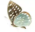 Lexias albopunctata.