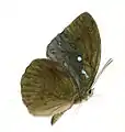 Lexias cyanipardus.