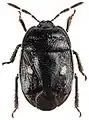 Adomerus biguttatus, individu en collection.