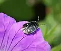 En Albanie, sur une fleur.