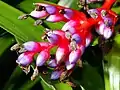 Aechmea weilbachii forma pendula.
