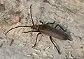 Aegosoma scabricorne (Scopoli, 1763)