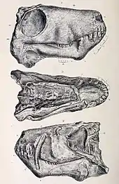 Crâne dAelurosaurus felinus, montrant la disposition de ce dernier.