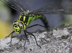 Yeux d'Aeshnidae
