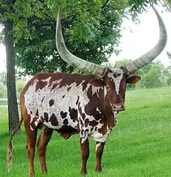 Image illustrative de l’article La Vache des orphelins