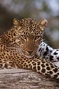 Portrait de léopard, dans le South Luangwa National Park&nbsp;(en), en Zambie. Août 2015.