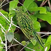 Chrysococcyx cupreus