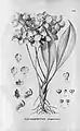 Kochiophyton negrenseAlfred CogniauxFlora Brasiliensis(1906)