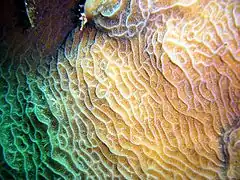 Agaricia agaricites