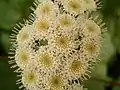 Inflorescences.