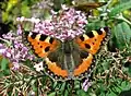 Petite tortue sur des fleurs de buddleia