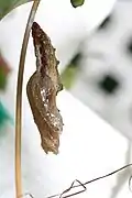 Chrysalide.