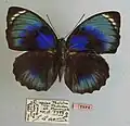 Type of Agrias phalcidon