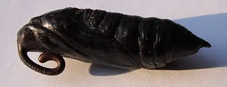 Chrysalide.