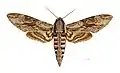 Sphinx du liseron