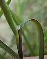 Ligule.