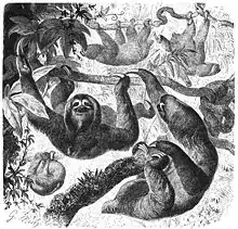 Illustration de plusieurs Bradypus tridactylus