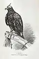 Auguste, aigle doré, fauconnerie de Rosoy, 1889.