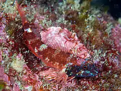 Enneapterygius phoenicosoma.
