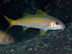 Mulloidichthys vanicolensis