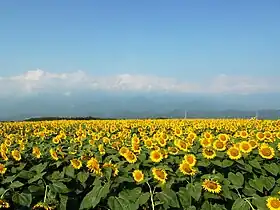 Akeno (Yamanashi)