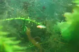 alevin "albinos"