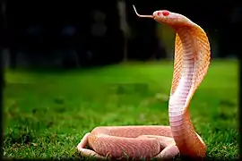 Individu albinos.
