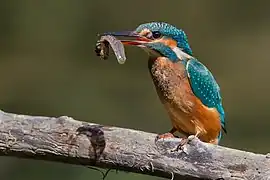 Capture d’un têtard.