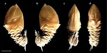 Alcockianum persona