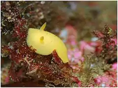 Aldisa cooperi