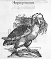 Harpie
