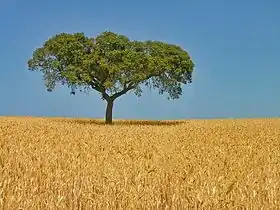 Champs typiques de l'Alentejo.