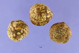 graines de bancoulier sèches (noix de bancoule).