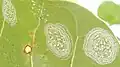Traces de cire d'Aleurodicus dispersus sous une feuille