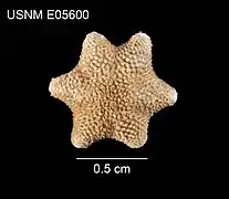 Aleutiaster schefferi (séchée, USNM).