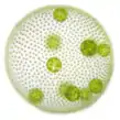 Volvox carteri