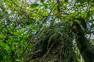 Algues dans les arbres dans la Hifadhi ya Mazingira ya Msitu wa Bururi (sv). Juin 2022.