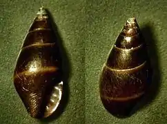 Alia unifasciata