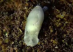 Aliculastrum sp.