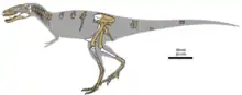 Schéma montrant les seules fossiles actuellement connus d'Alioramus altai.