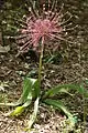 Allium schubertii