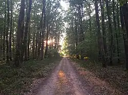 forêt de Moladier