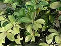 Feuillage d’Allamanda cathartica