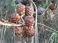 Fruits.